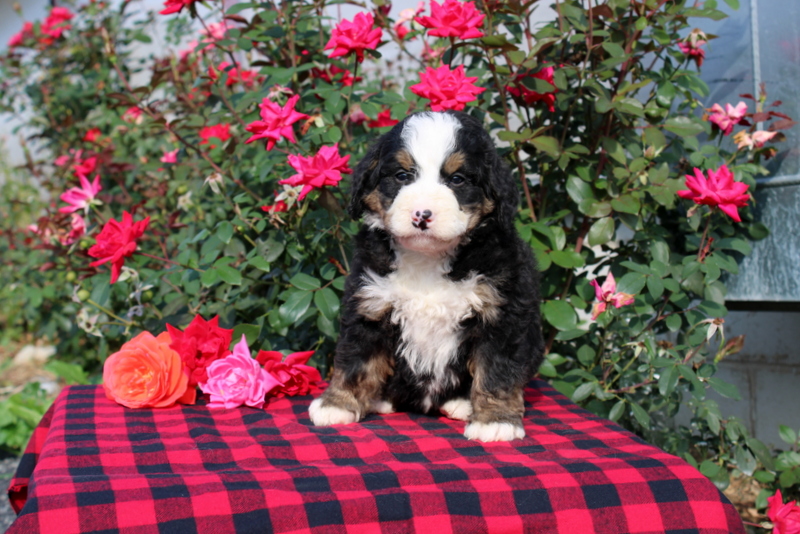 puppy, for, sale, Bernedoodle, Matthew B. Stoltzfus, dog, breeder, Gap, PA, dog-breeder, puppy-for-sale, forsale, nearby, find, puppyfind, locator, puppylocator, aca